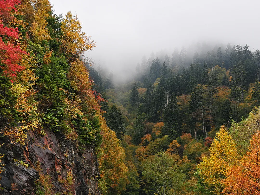 Bright gold and red leaves shine through the fog in a forest.