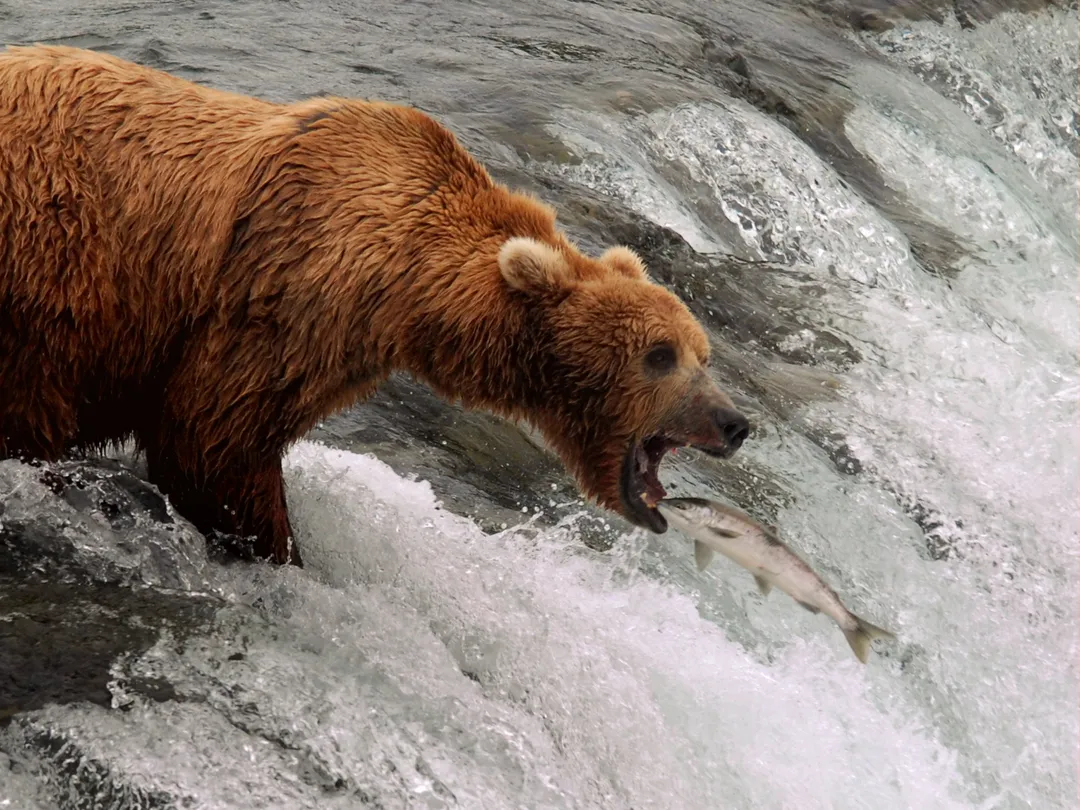 Bear standing at the edge of a waterfall while a salmon is leaping towards it.